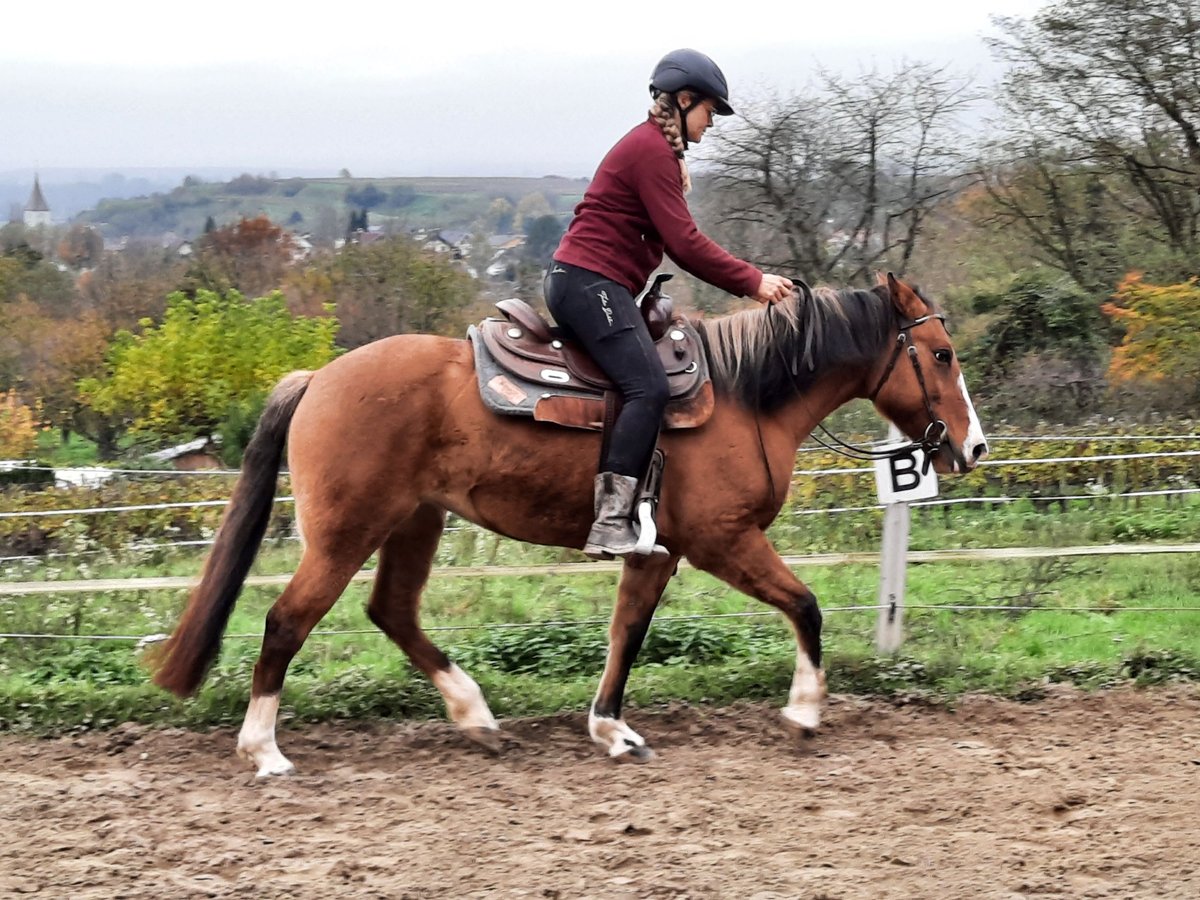 Criollo Giumenta 6 Anni 148 cm Baio in Gengenbach