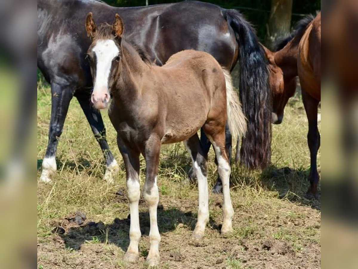 Criollo Hengst 1 Jaar 145 cm Overo-alle-kleuren in Wörth am Main