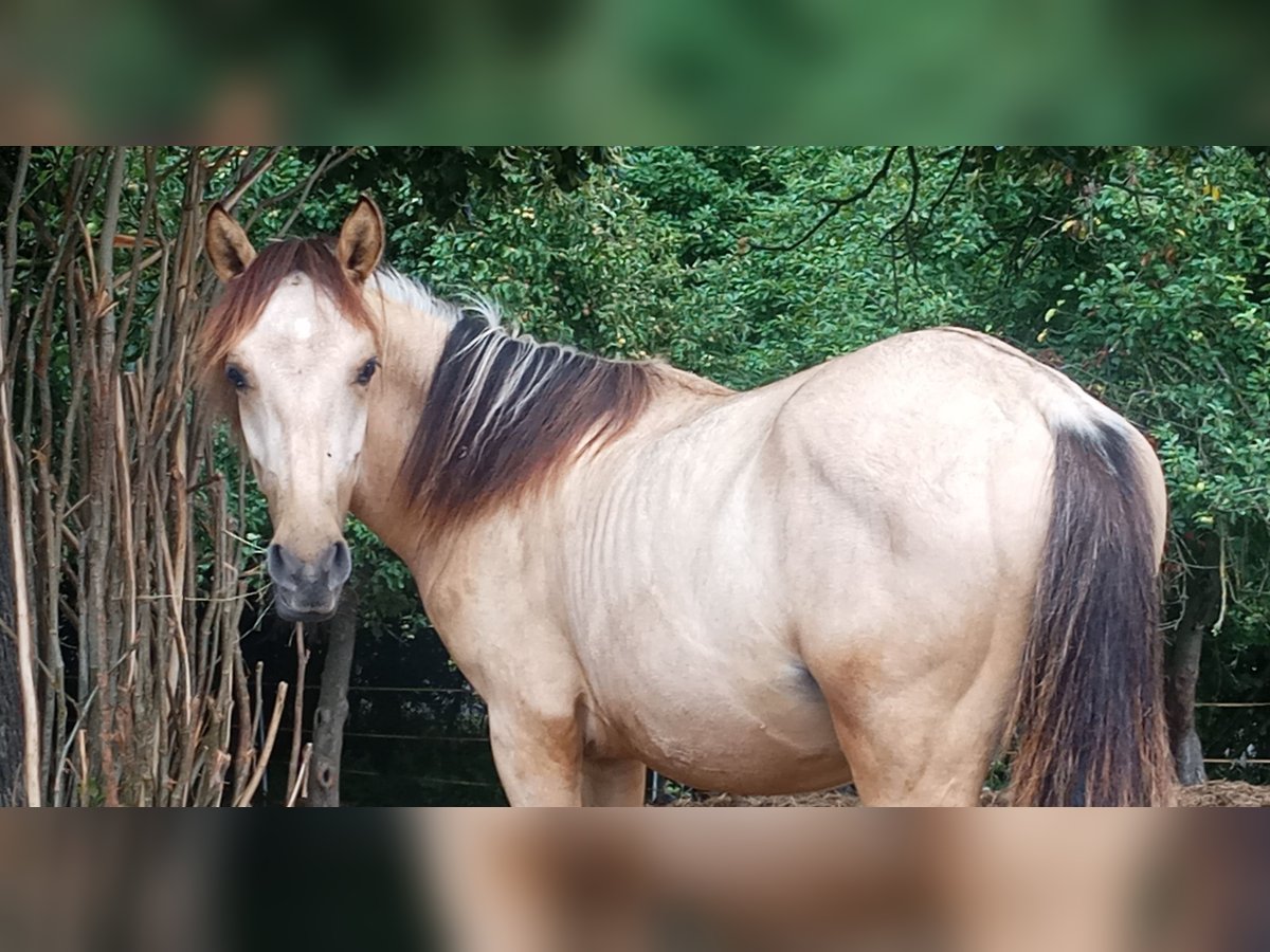 Criollo Hengst 1 Jaar 146 cm Buckskin in W&#xF6;rth am Main