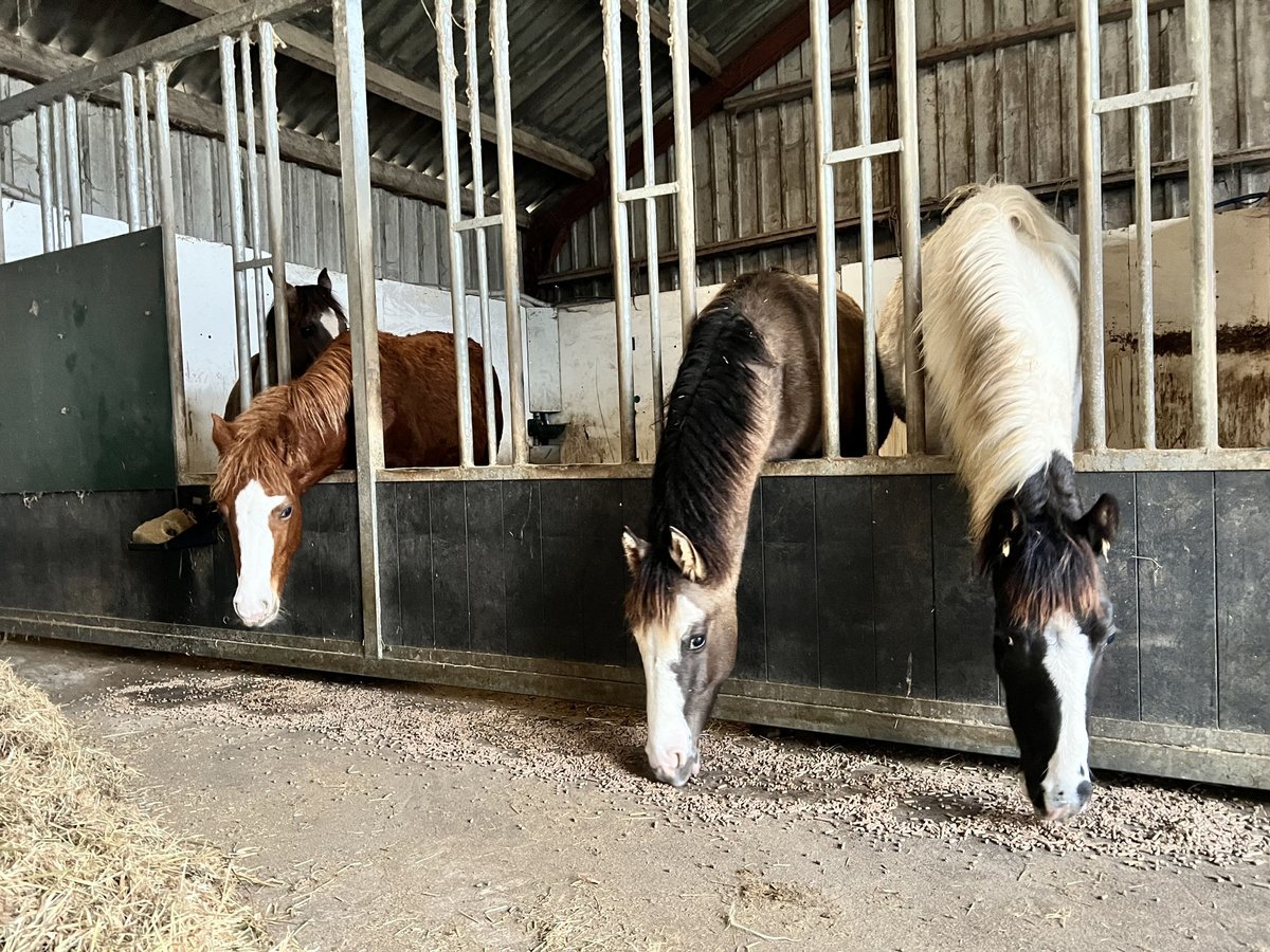 Criollo Hengst 1 Jaar 148 cm Roodvos in Ossenzijl