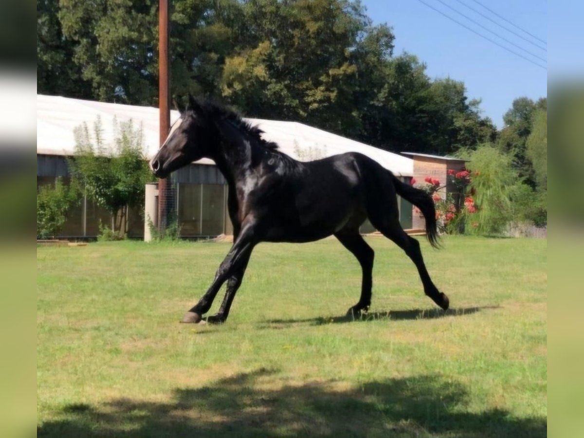 Criollo Hengst 1 Jaar 148 cm Zwart in Doiberberg