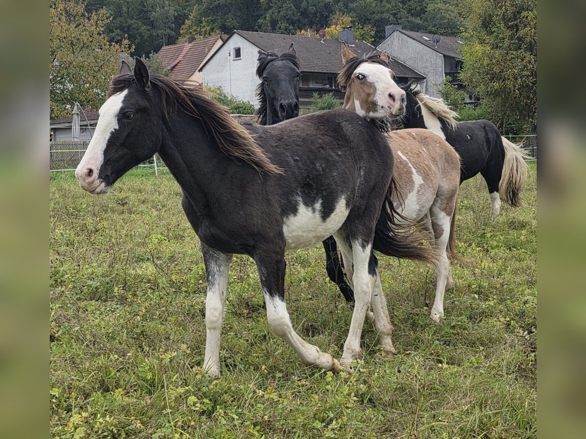 Criollo Hengst 1 Jaar 155 cm Overo-alle-kleuren in Sch&#xF6;llkrippen