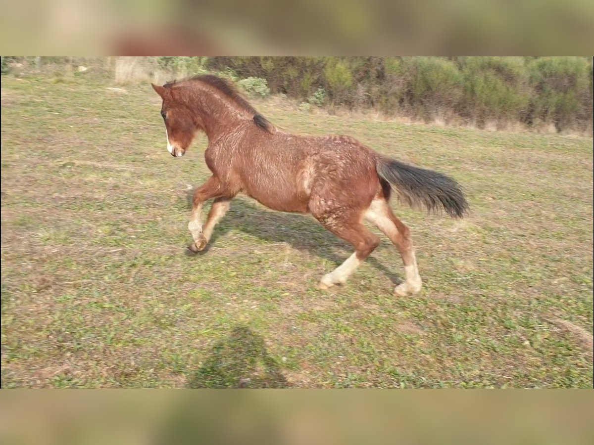 Criollo Hengst 1 Jahr 145 cm Roan-Bay in Montgaillard