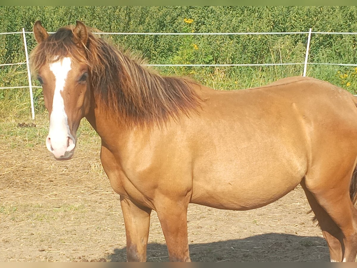 Criollo Hengst 1 Jahr 146 cm Falbe in Höpfingen