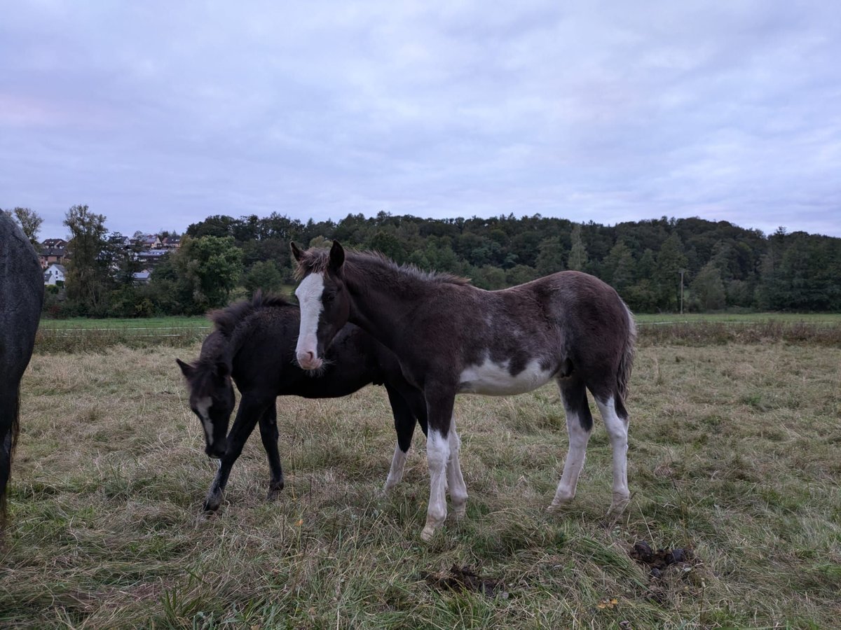 Criollo Hengst 1 Jahr 148 cm Overo-alle-Farben in sommerkahl