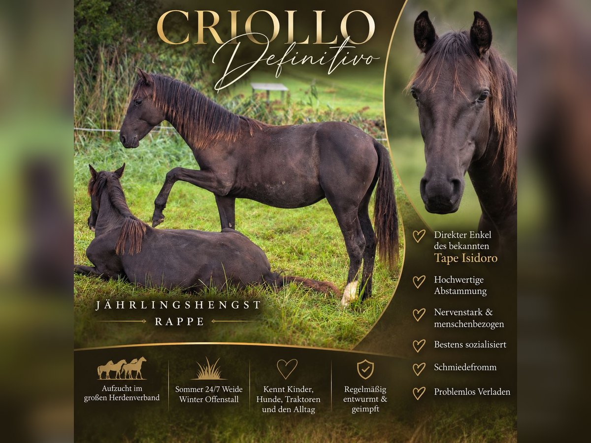 Criollo, Hengst in Sommerkahl