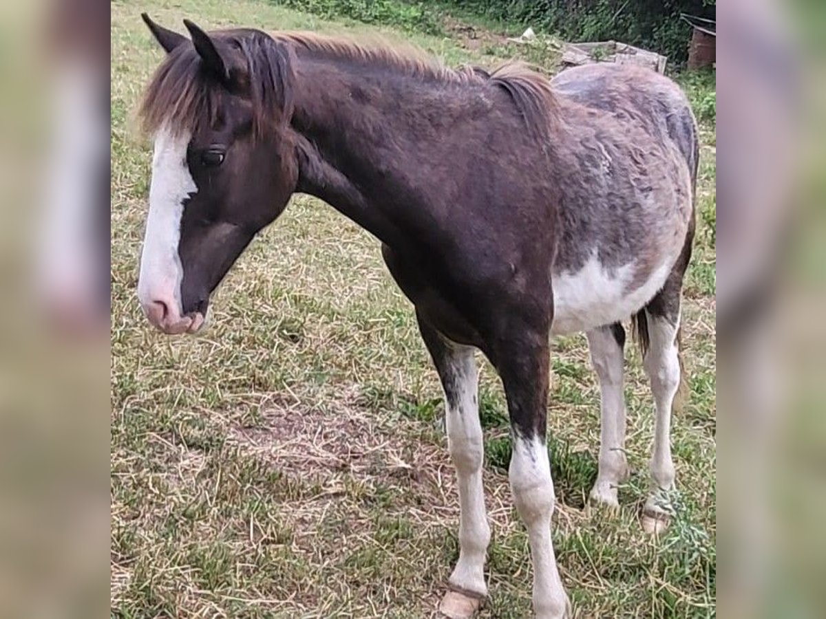 Criollo Hengst 1 Jahr 155 cm Overo-alle-Farben in Sommerkahl