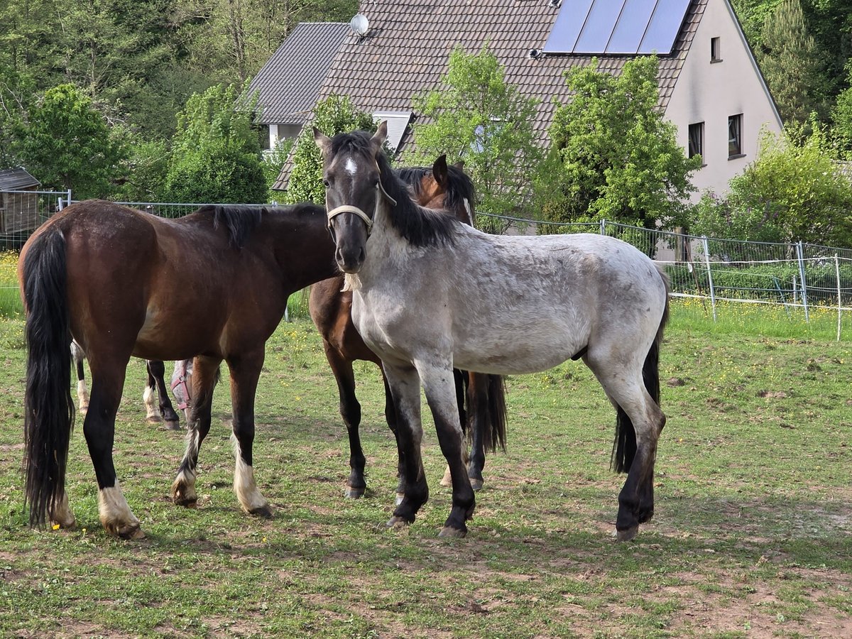 Criollo Hengst 2 Jahre 148 cm Grullo in Sommerkahl