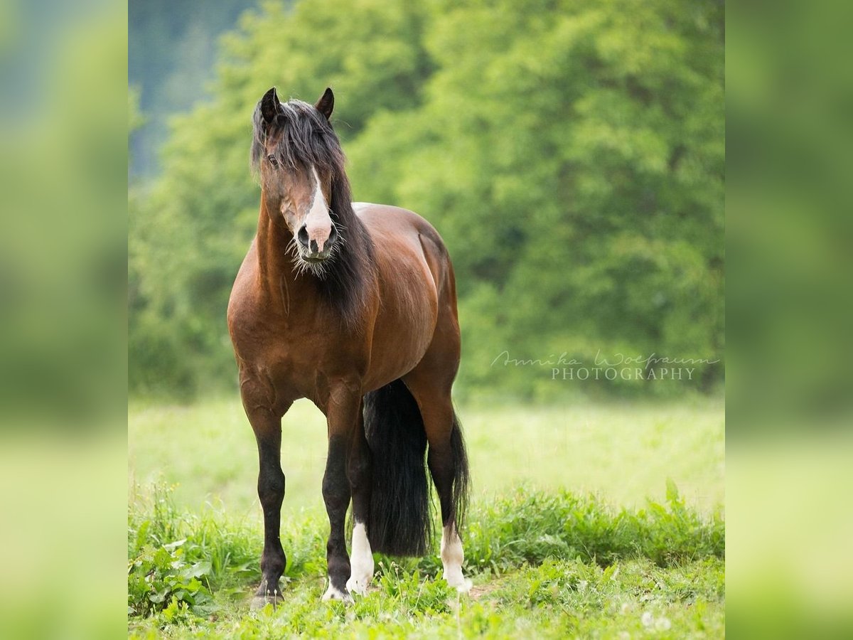 Criollo Hengst in Sommerkahl