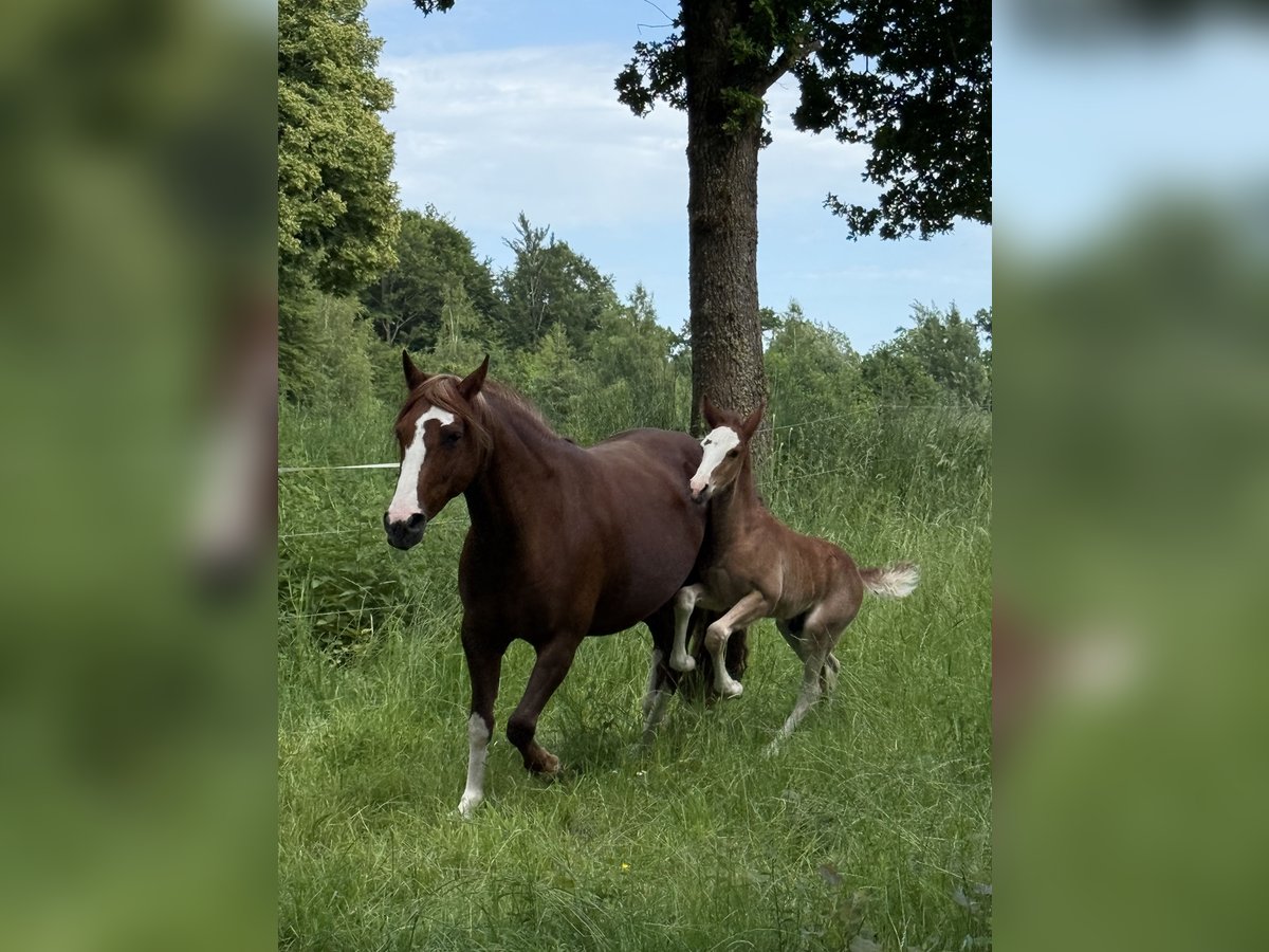 Criollo Hengst  142 cm Dunkelfuchs in Mengen