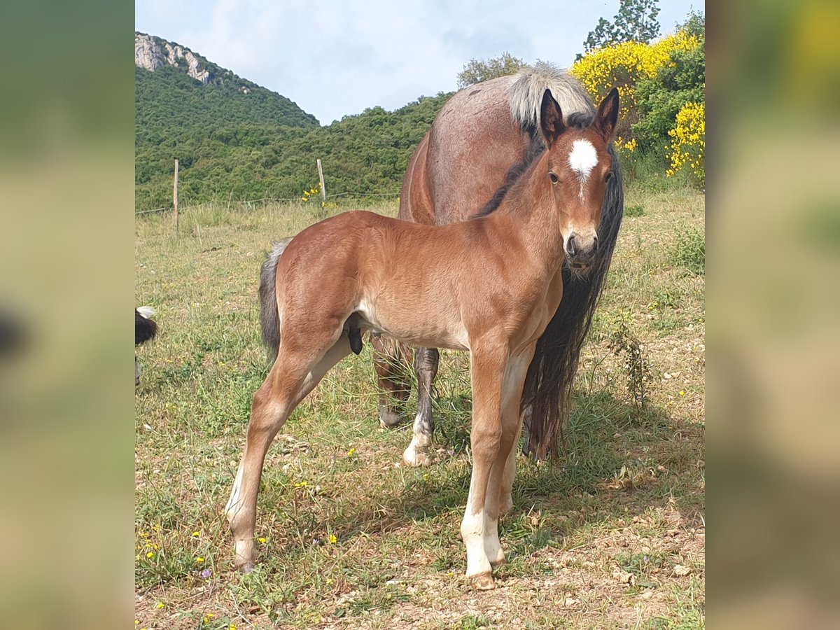 Criollo Hengst  145 cm Roan-Bay in Montgaillard