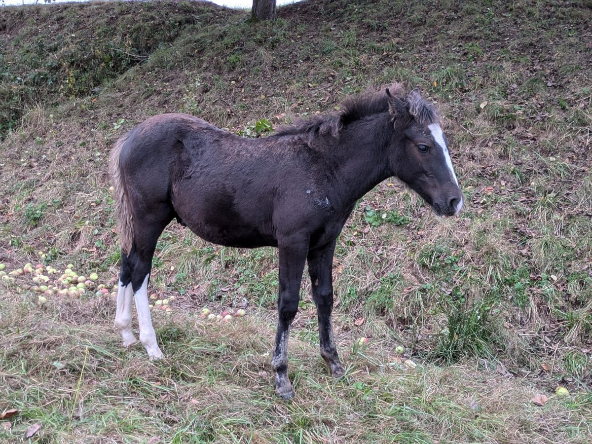 Criollo Hengst Fohlen (05/2024) 150 cm Dunkelfuchs in Sommerkahl