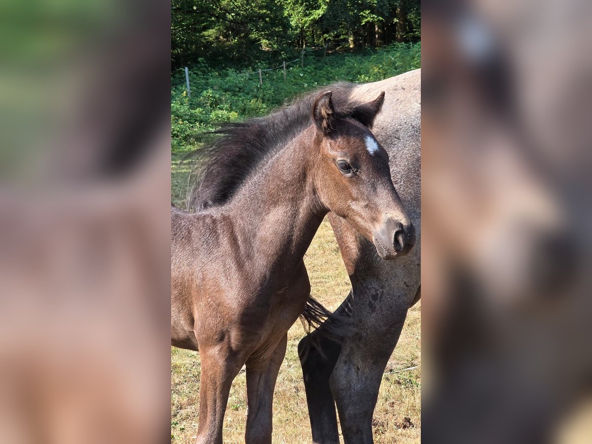 Criollo, Hengst in Stockstadt am Main