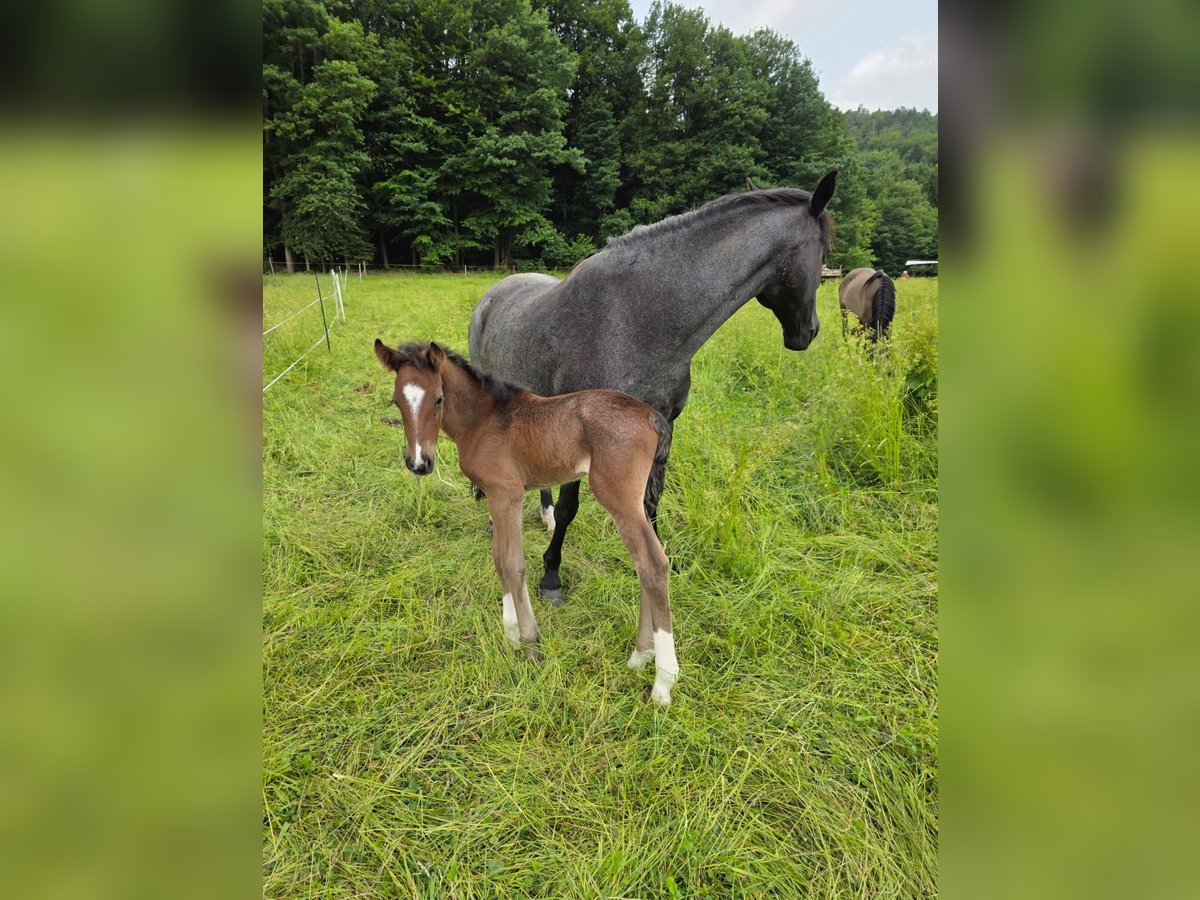 Criollo Hengst  155 cm Roan-Bay in Sommerkahl