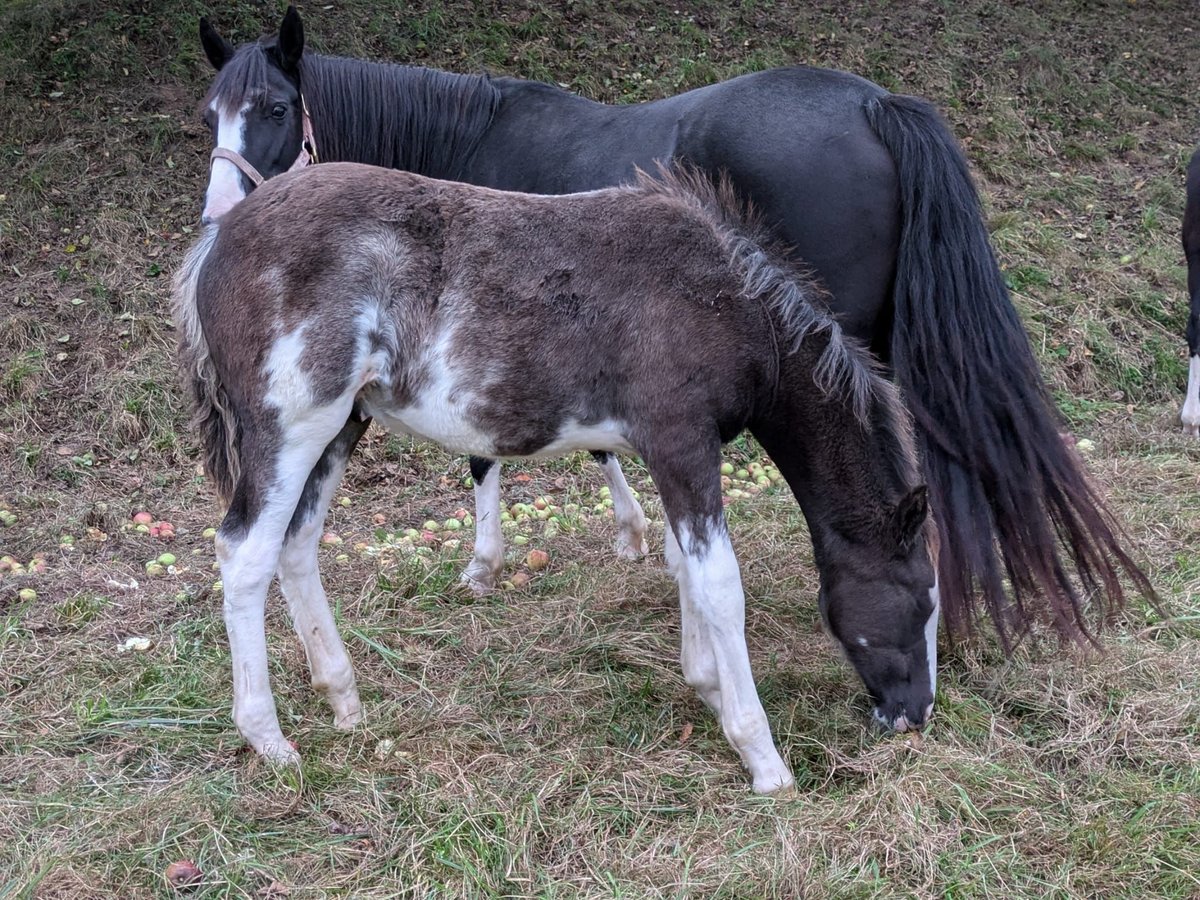 Criollo Hengst veulen (05/2024) 148 cm Overo-alle-kleuren in sommerkahl