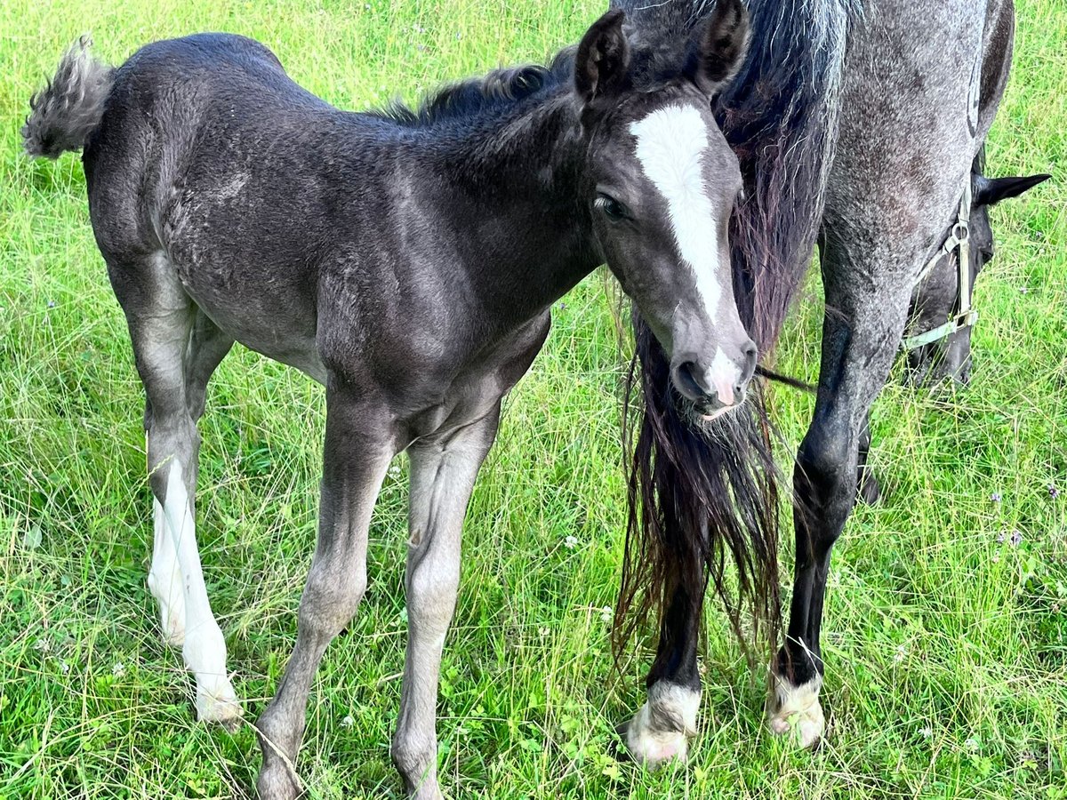 Criollo Hengst  150 cm Donkere-vos in Sommerkahl