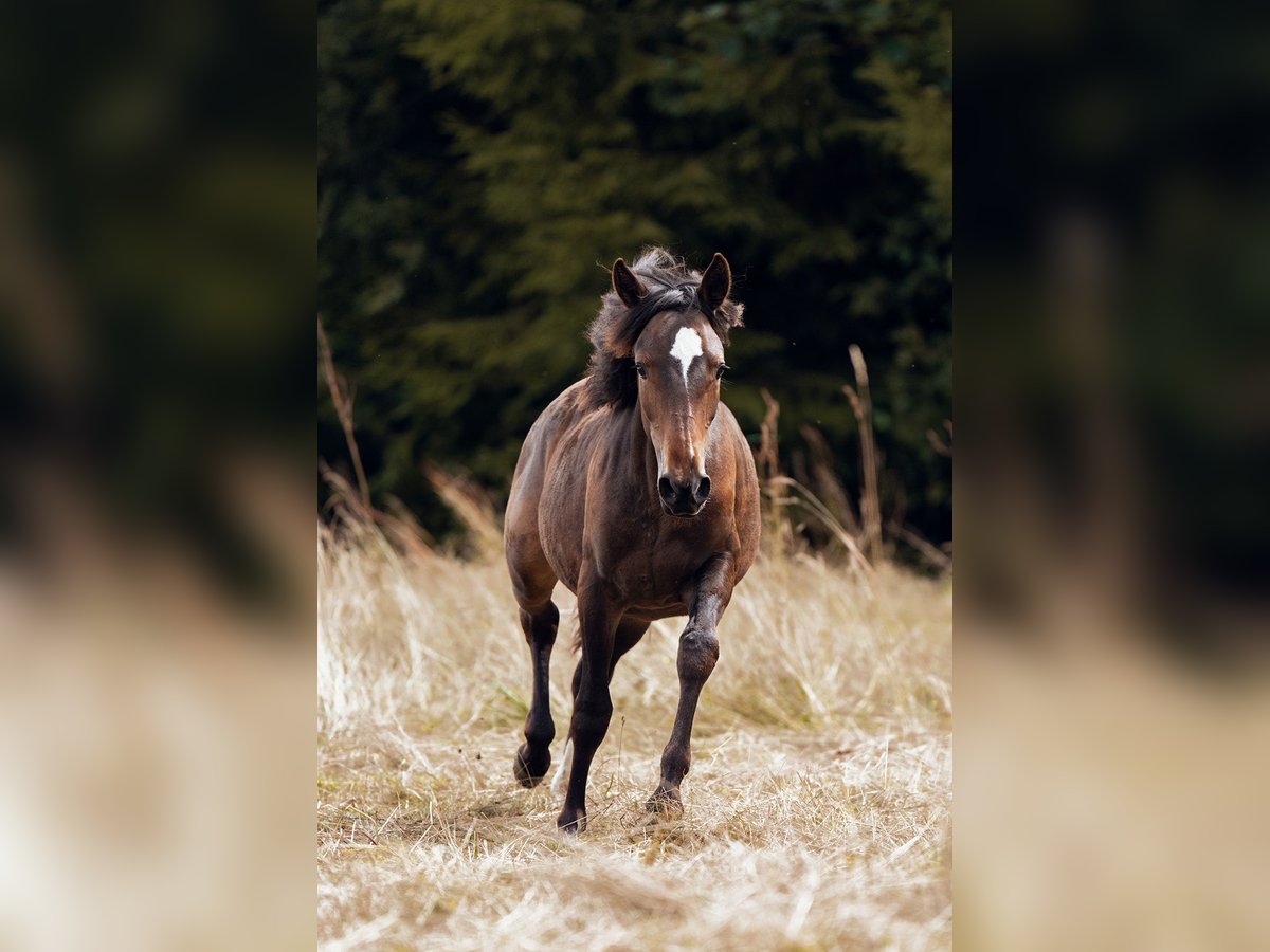 Criollo Hengst  Donkerbruin in Haidmühle