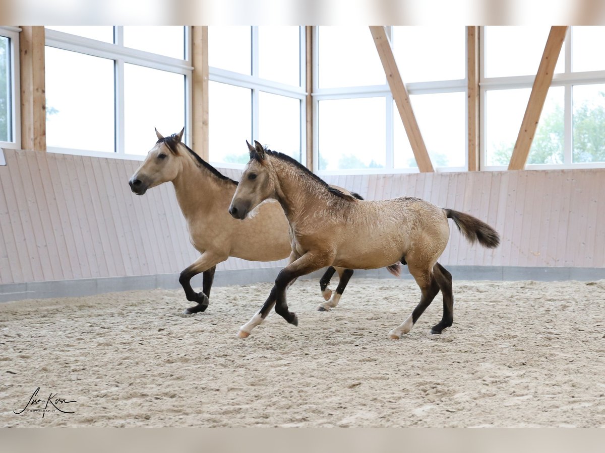 Criollo Hingst Föl (05/2024) 146 cm Gulbrun in Heimbuchenthal