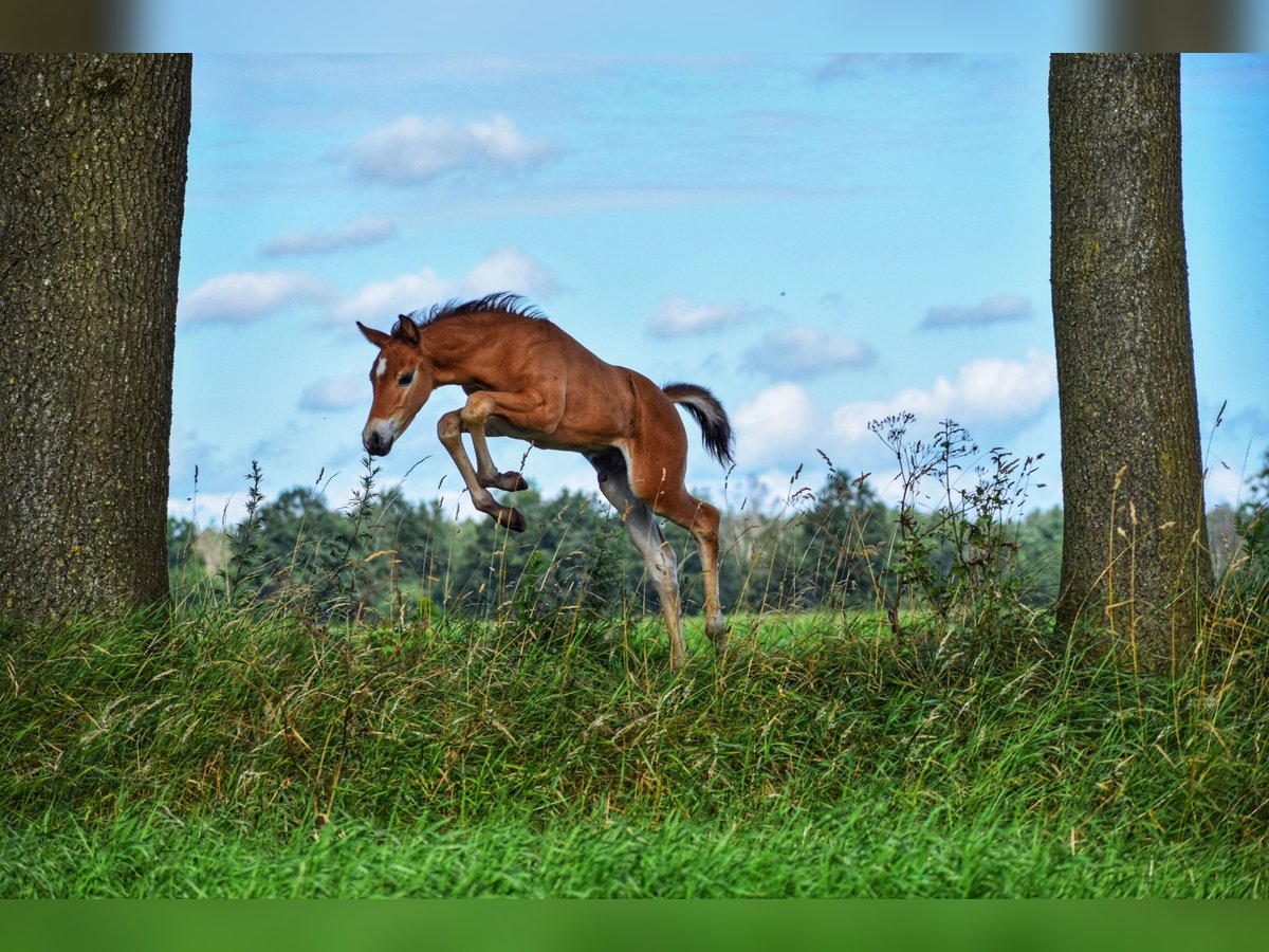 Criollo Blandning Hingst Föl (06/2024) 155 cm Ljusbrun in Volkel