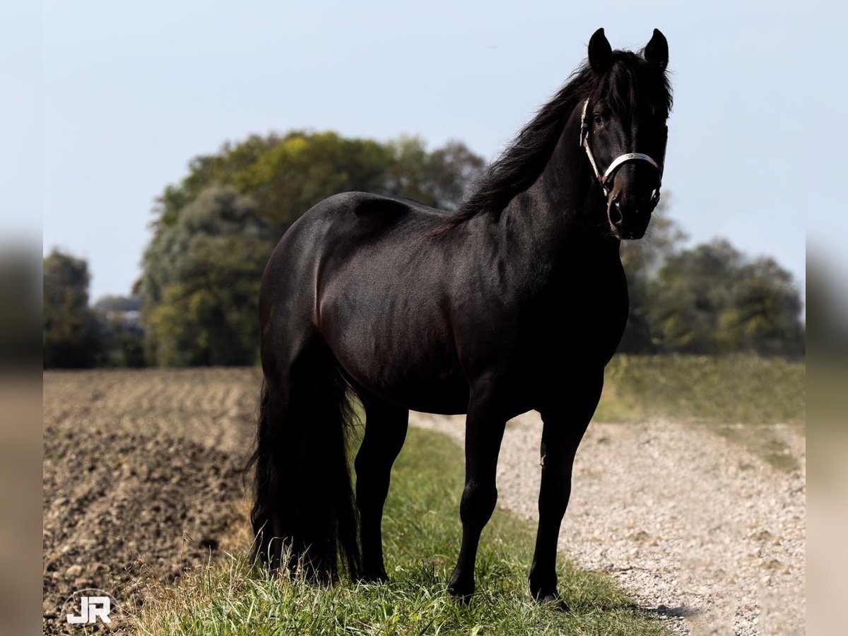 Criollo Hingst Mörkbrun in Oberndorf am Lech