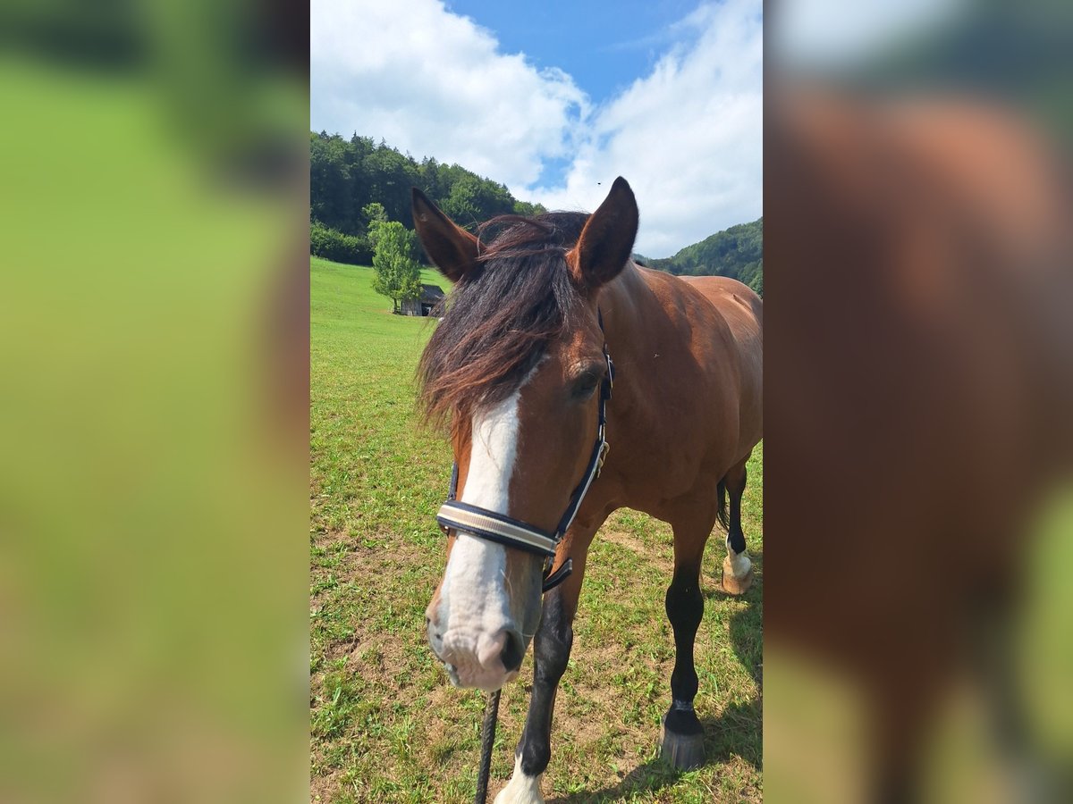 Criollo Hongre 21 Ans 155 cm Bai brun in Leonstein