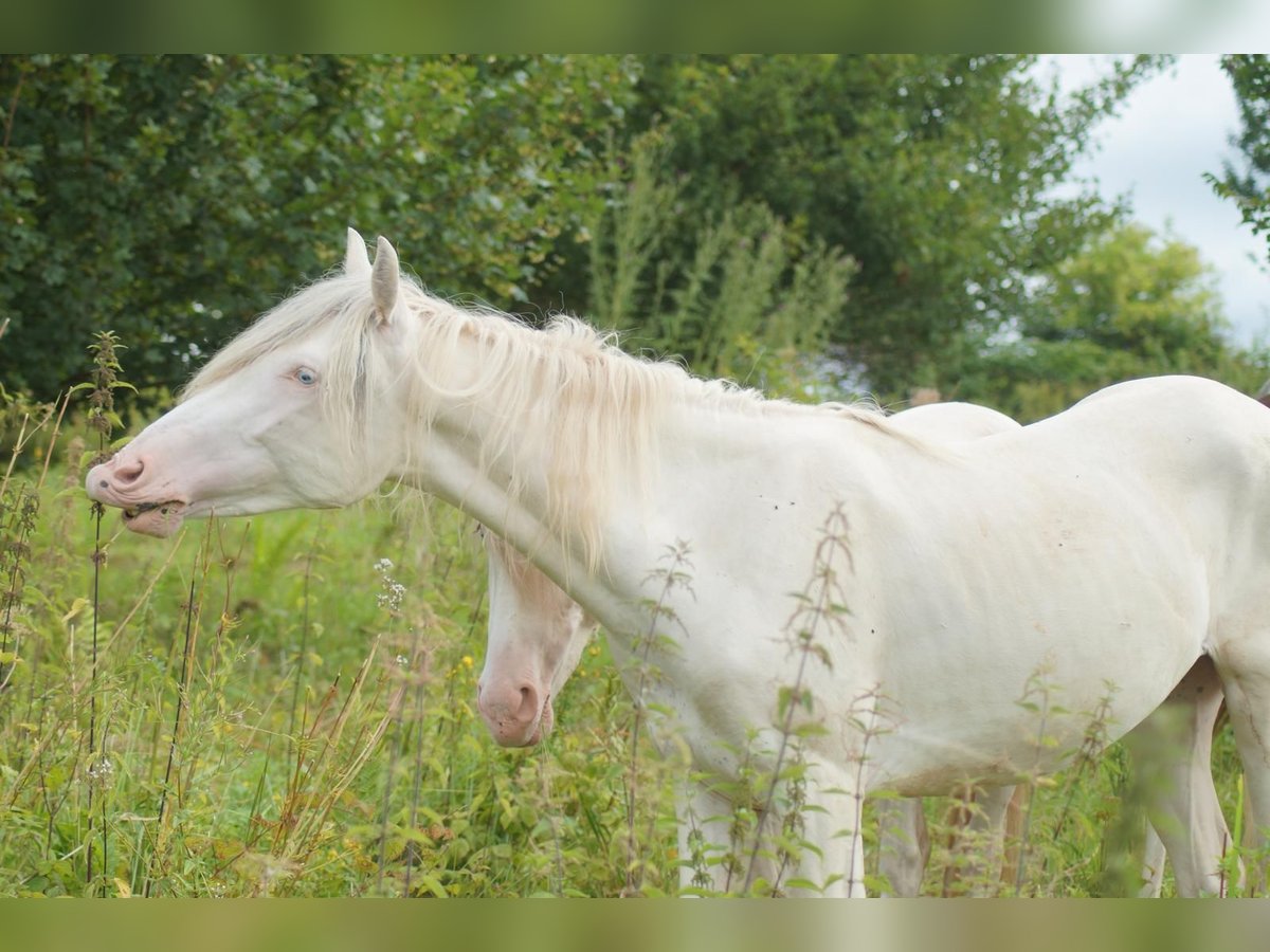 Criollo Hongre 2 Ans 152 cm Léopard in Spmmerkahl