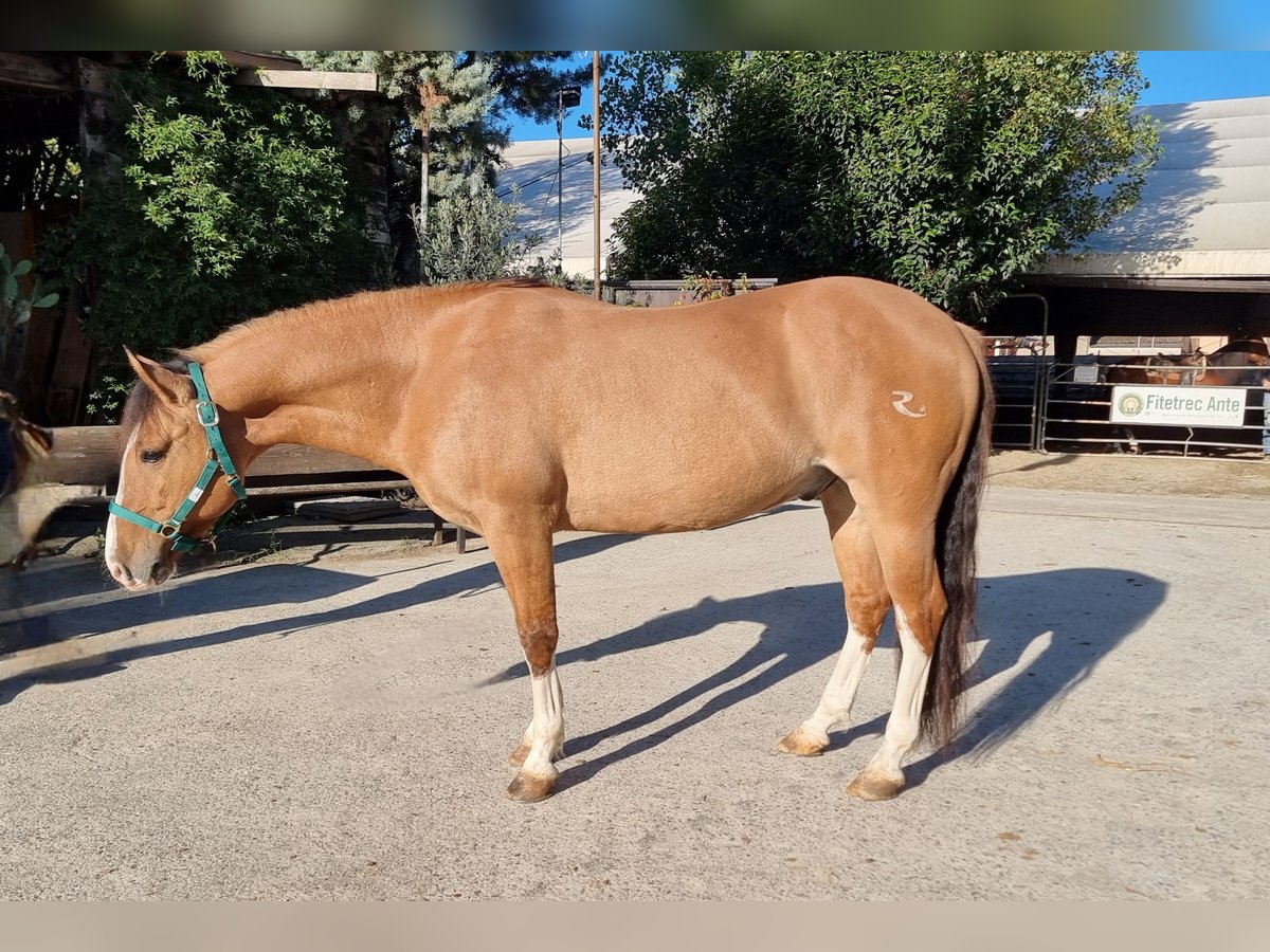 Criollo Hongre 7 Ans 145 cm Dunalino in Villafranca di Verona