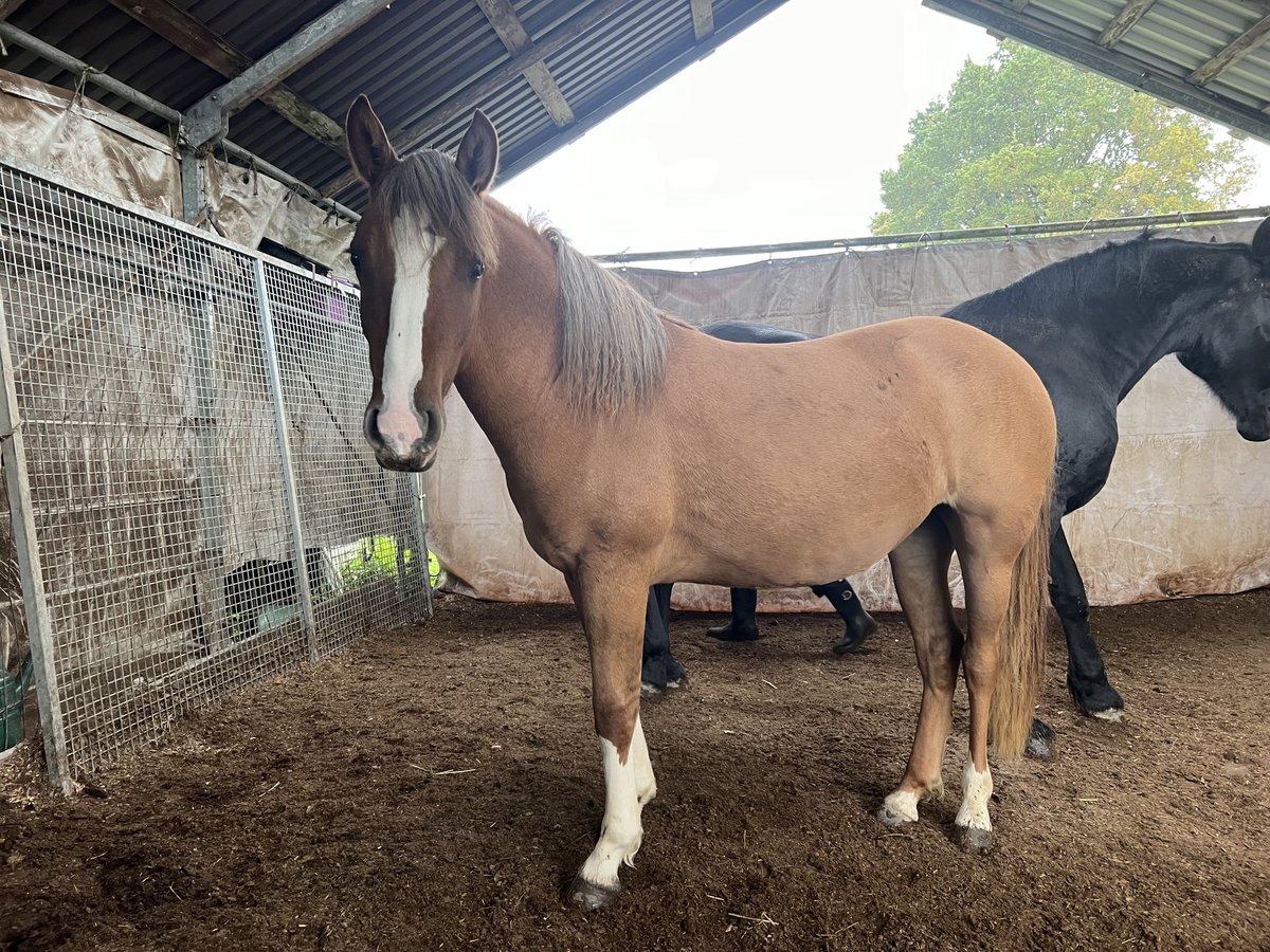 Criollo Jument 1 Année 142 cm Alezan dun in Mengen