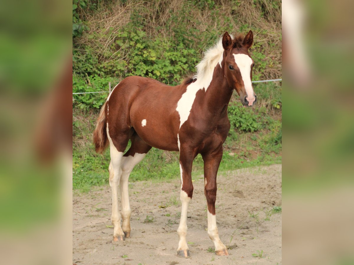 Criollo Croisé Jument 1 Année 150 cm Pinto in Haigerloch