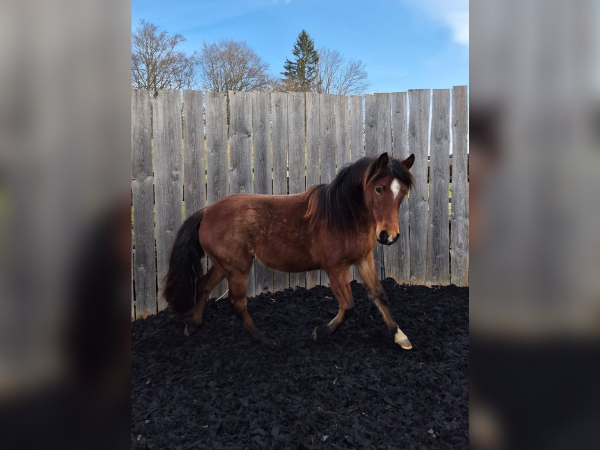 Criollo Jument 2 Ans Roan-Bay in Forch