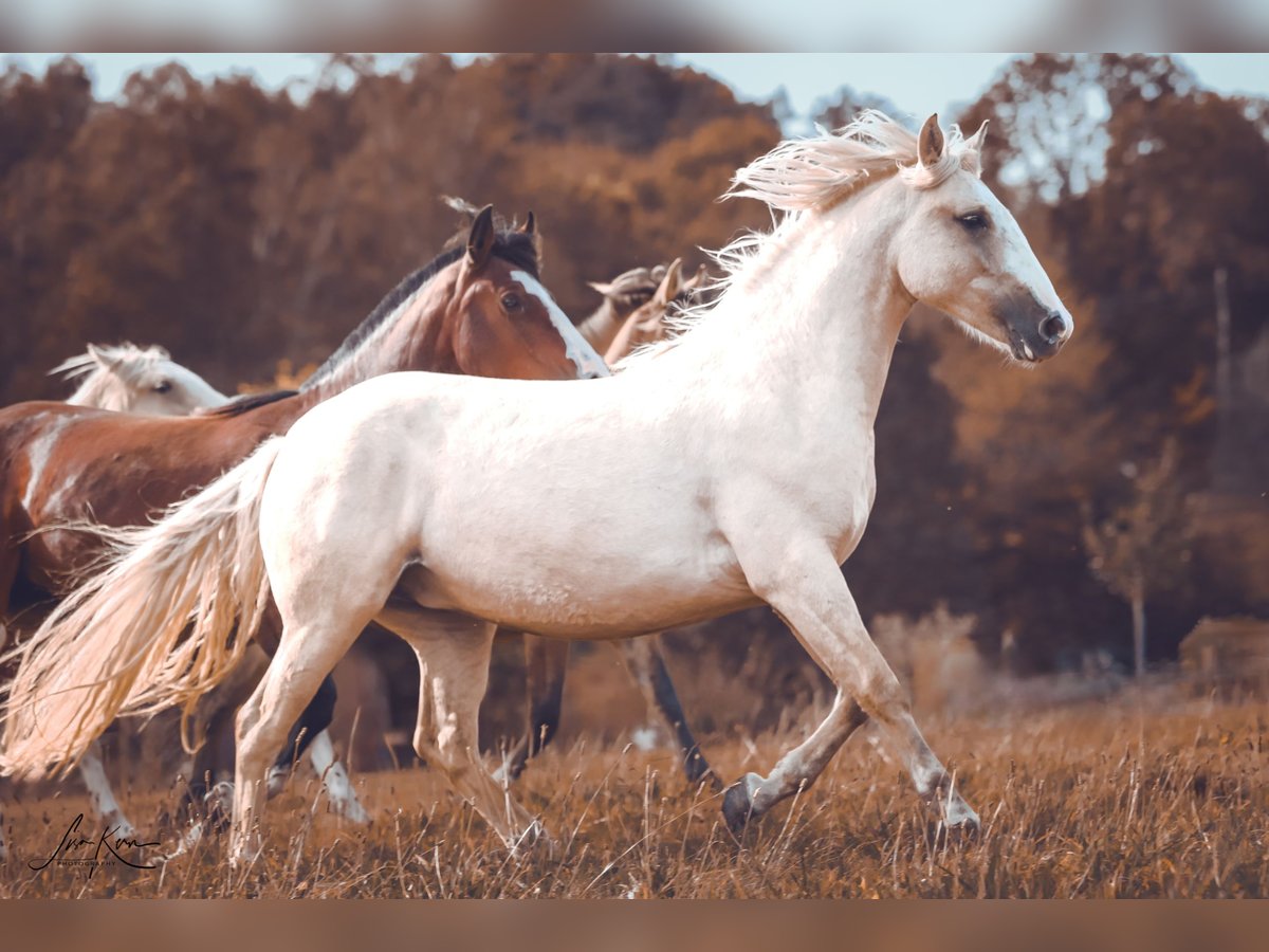 Criollo Jument 3 Ans 141 cm Palomino in Heimbuchenthal