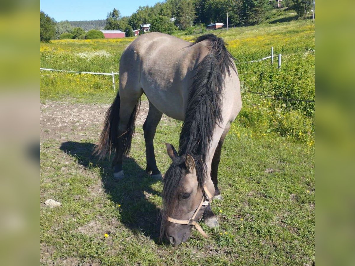 Criollo Jument 3 Ans 143 cm Grullo in Ullånger