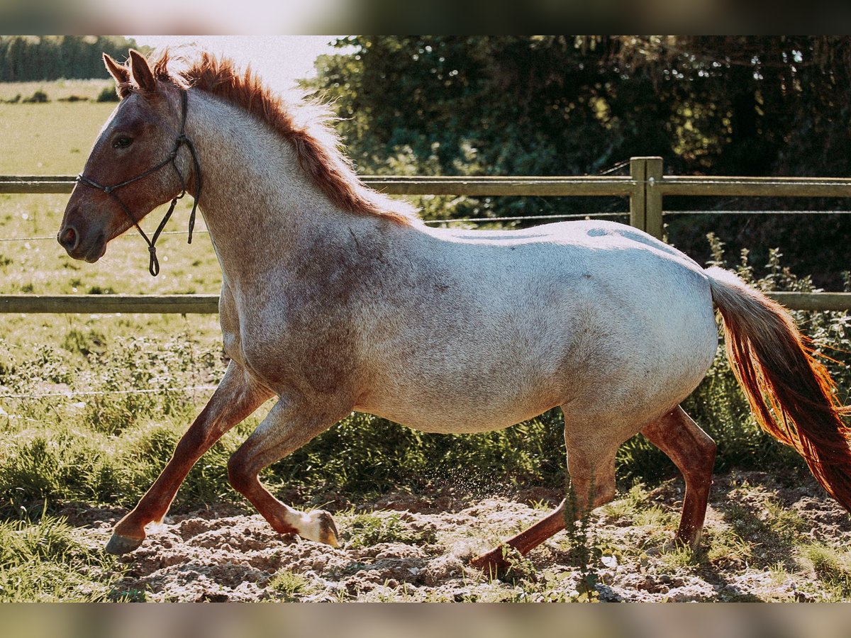 Criollo Jument 3 Ans 146 cm Rouan Rouge in Sønderborg