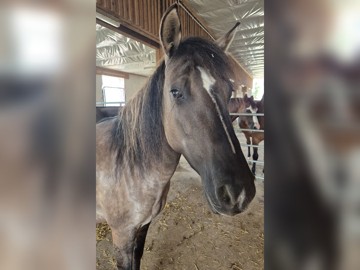 Criollo Jument 4 Ans 143 cm Grullo in Feuchtwangen