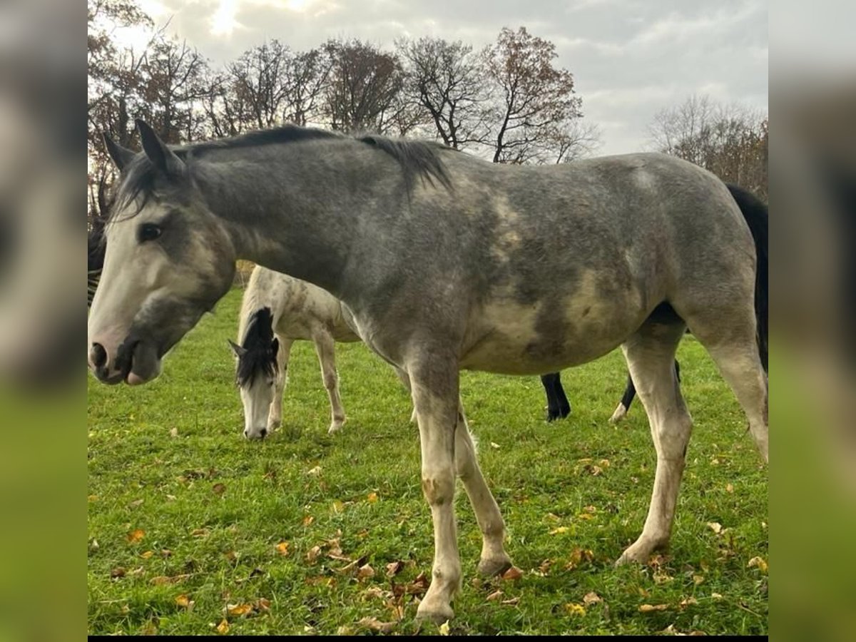 Criollo Klacz 3 lat 148 cm Overo wszelkich maści in Sommerkahl Criollo Klacz 3 lat 148 cm Overo wszelkich maści in Sommerkahl