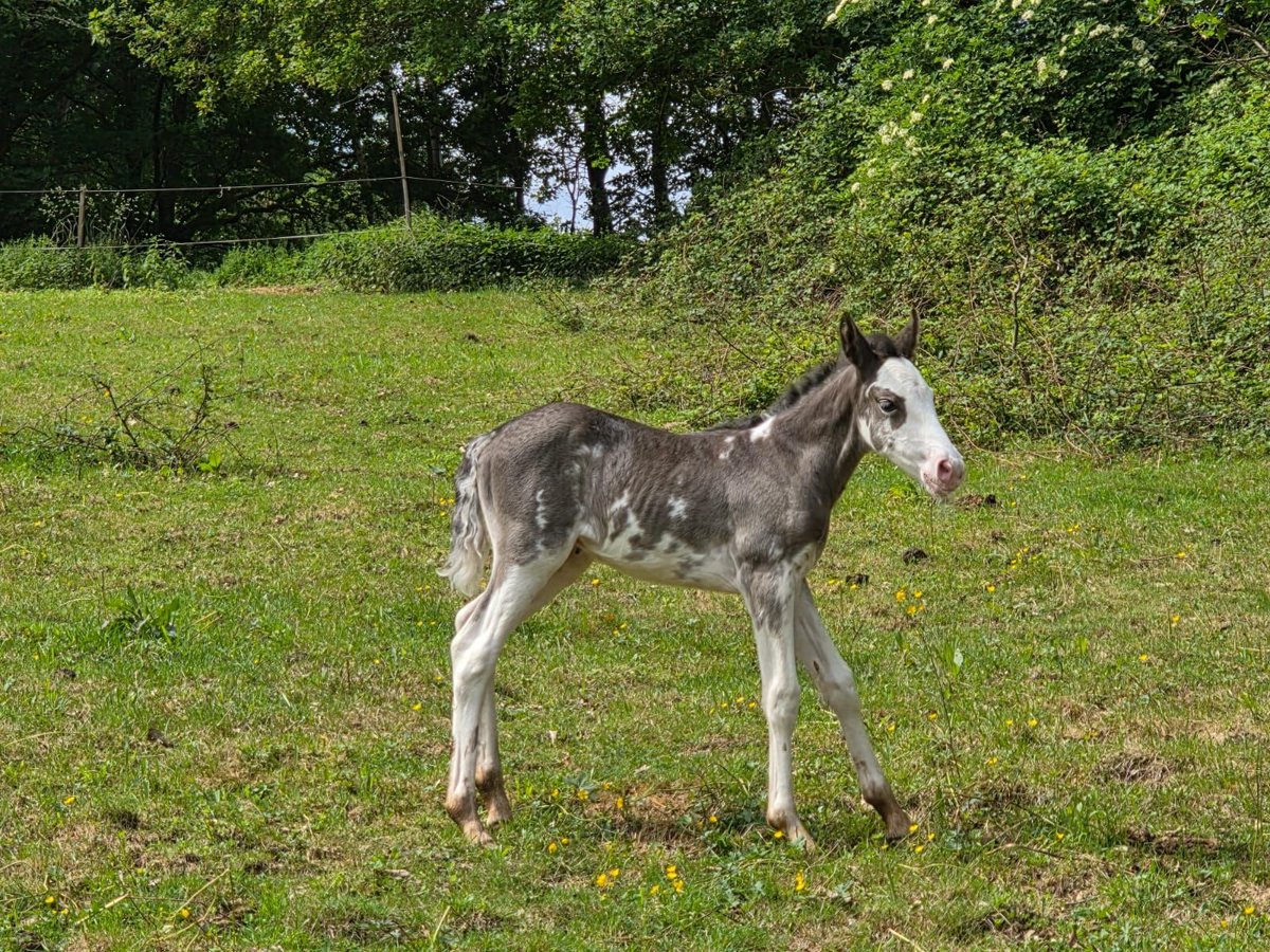 Criollo Klacz  150 cm Overo wszelkich maści in Sommerkahl