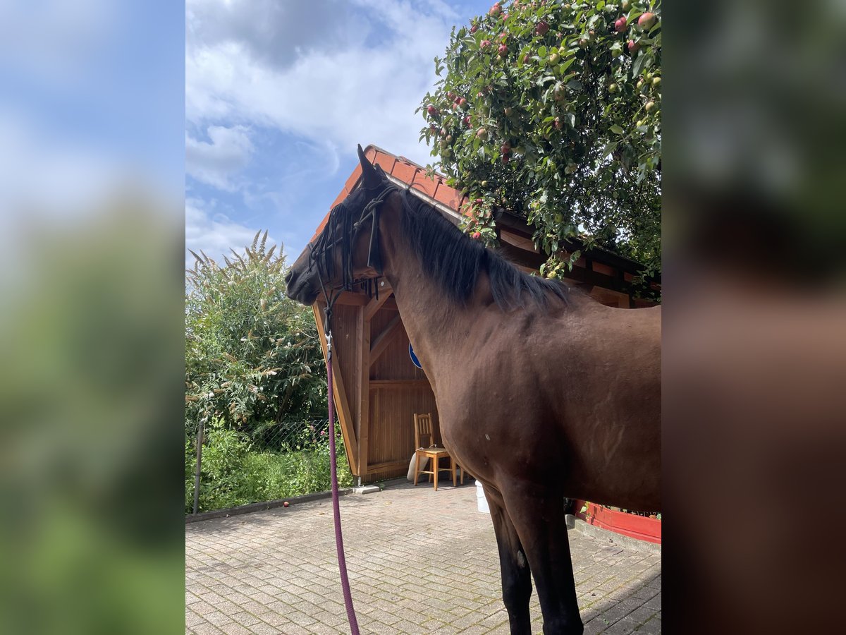 Criollo Mare 12 years 14,2 hh Brown in Straubing