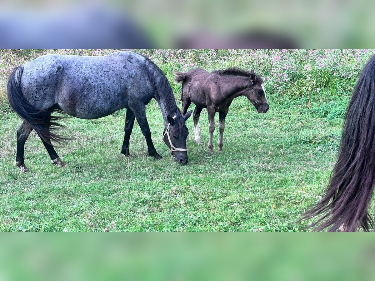 Criollo Mare 14 years 14,1 hh Roan-Blue in Sommerkahl