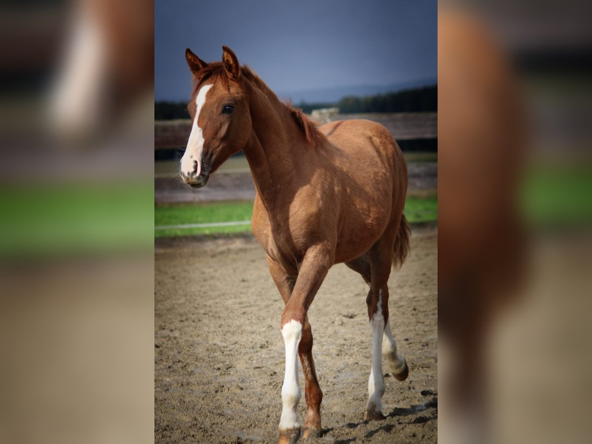 Criollo Mare 1 year 13,3 hh Red Dun in Mengen