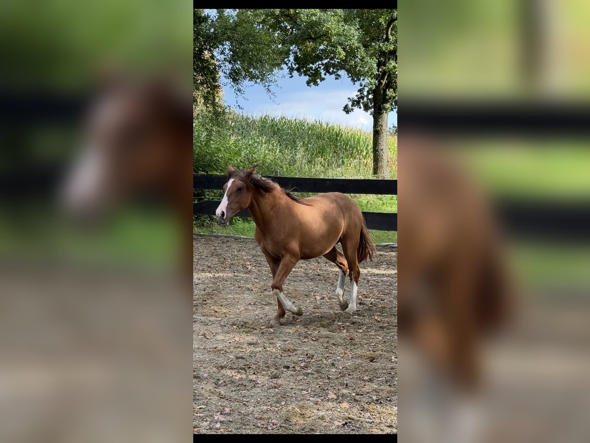Criollo Mare 1 year 13,3 hh Red Dun in Habsthal