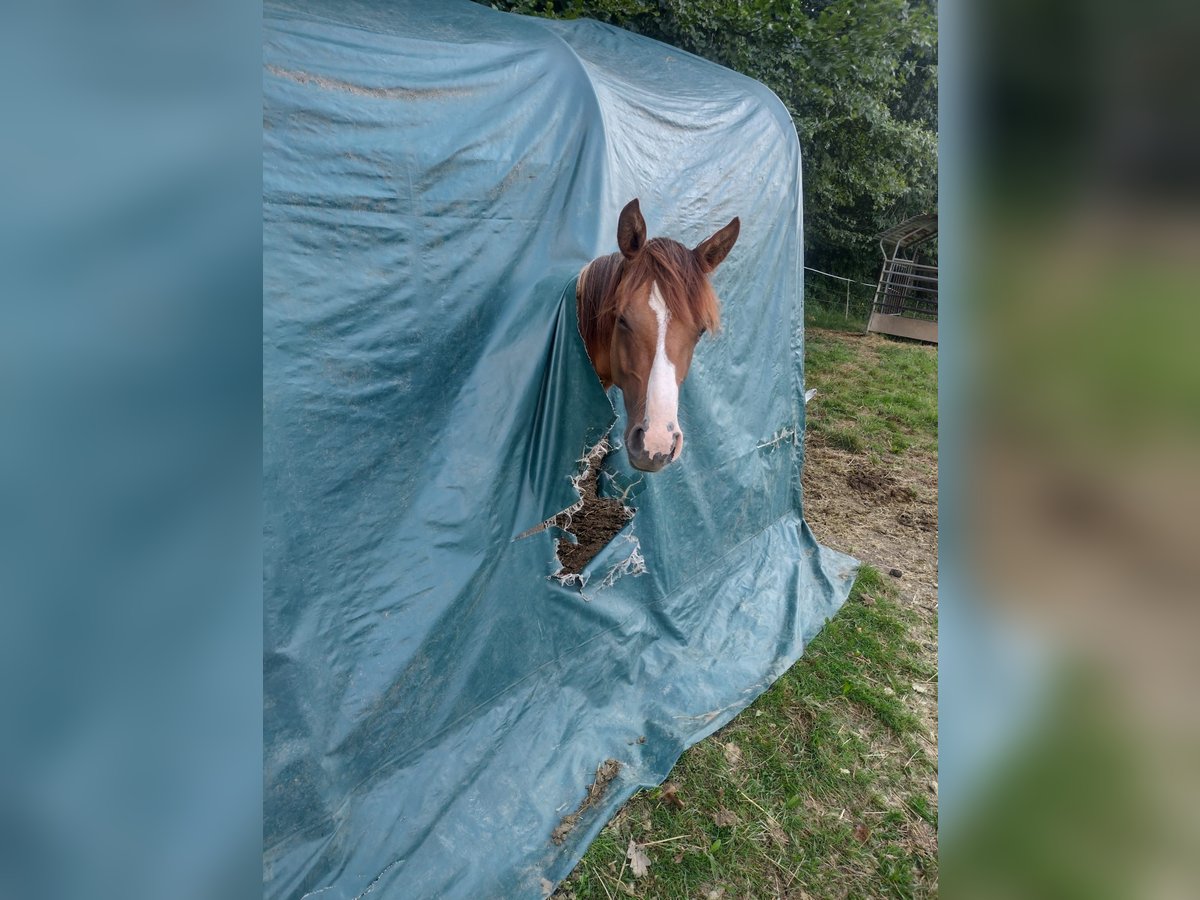 Criollo Mare 1 year 13,3 hh Red Dun in Mengen