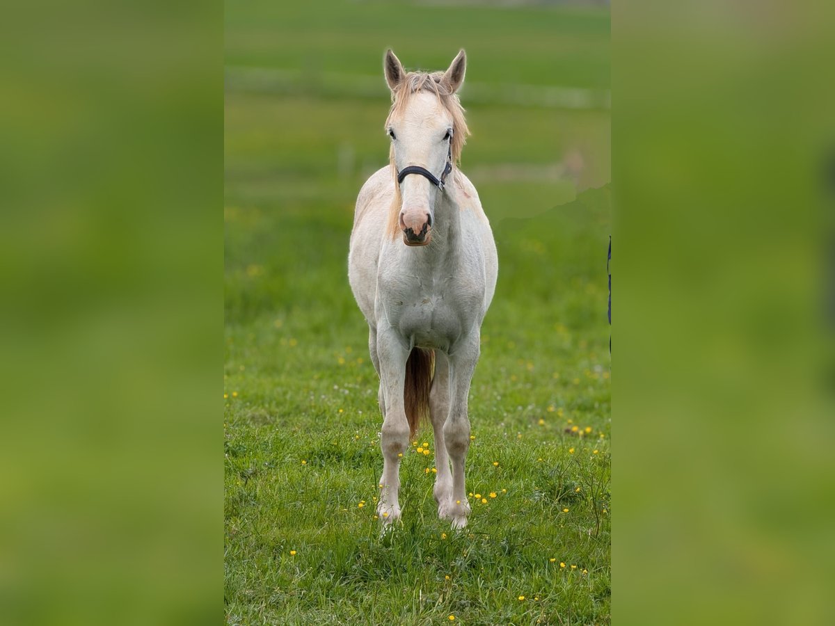 Criollo Mix Mare 1 year 14 hh Roan-Red in Bad Schussenried