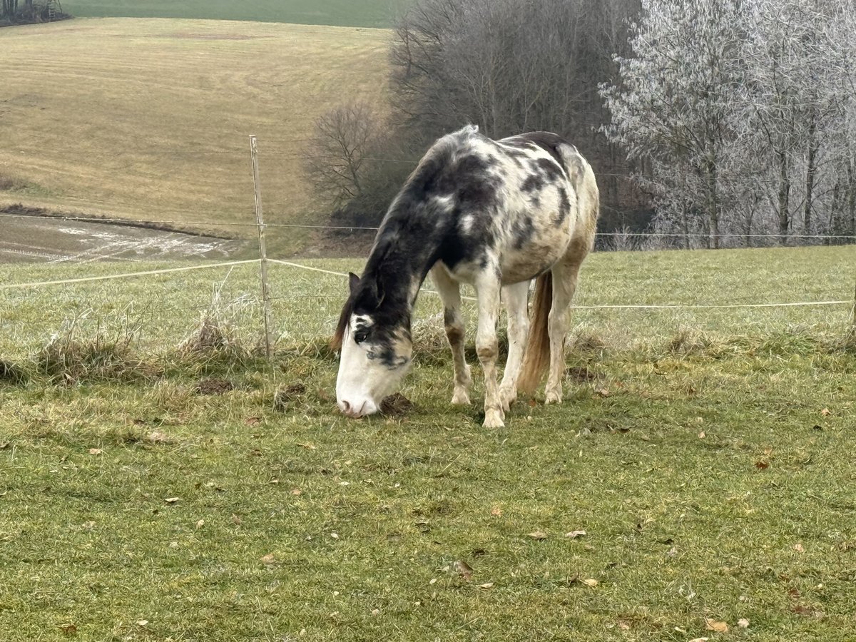 Criollo Mare 2 years 13,2 hh Overo-all-colors in Landshut