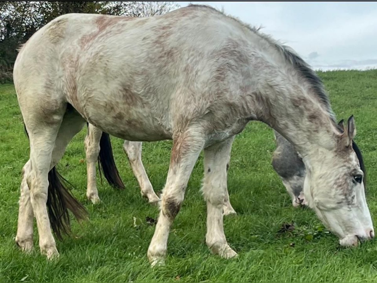 Criollo Mare 4 years 14,2 hh Overo-all-colors in Sommerkahl