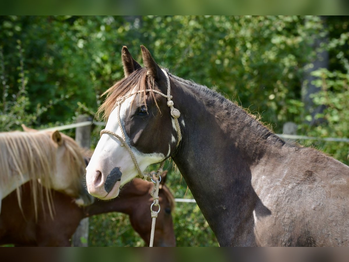 Criollo Mare 4 years 14,1 hh Overo-all-colors in Wörth am Main