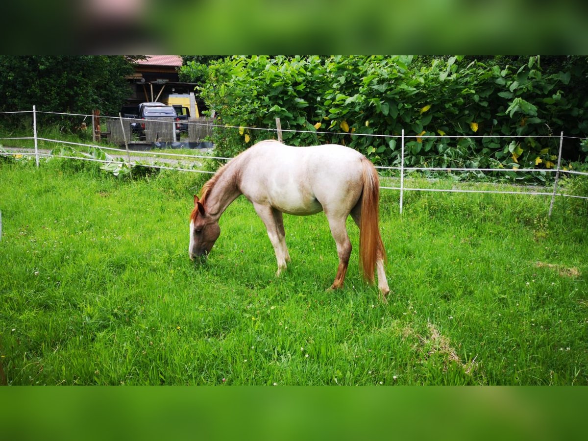 Criollo Mare 6 years 14,1 hh Overo-all-colors in Höchst im Odenwald