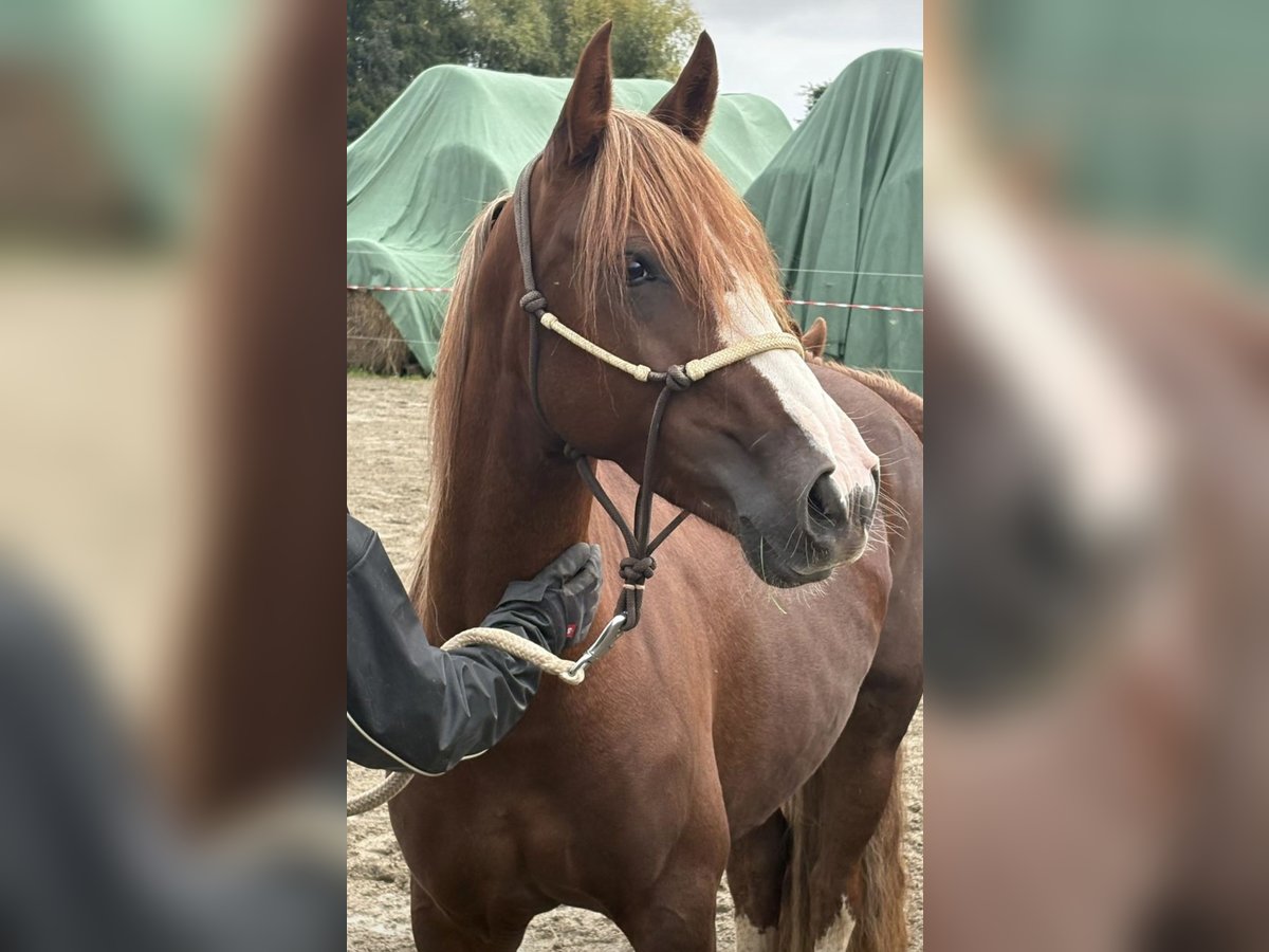 Criollo Mare 7 years 13,3 hh Chestnut-Red in Habsthal
