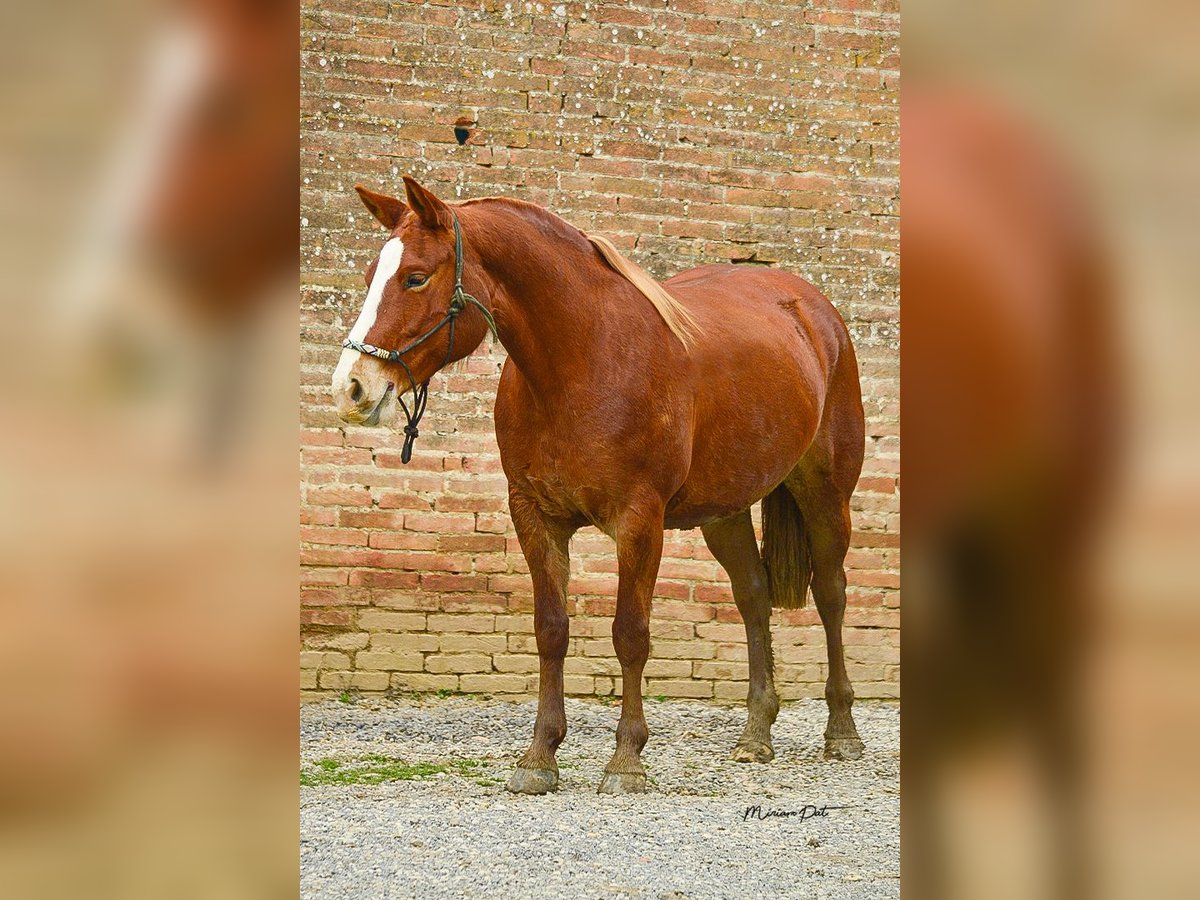 Criollo Mix Mare 7 years 14,3 hh Chestnut-Red in Carpaneto Piacentino