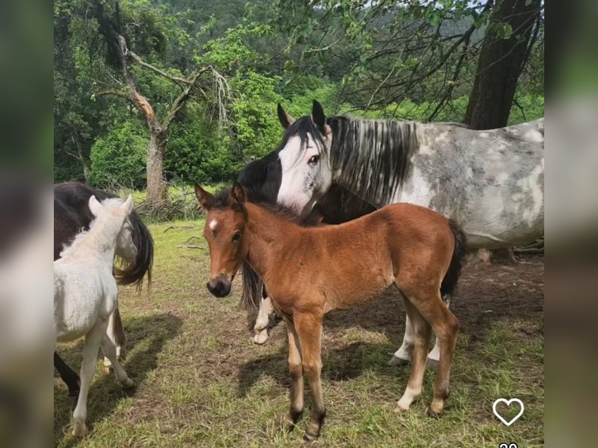 Criollo Mare Foal (04/2024) 14,2 hh in Sommerkahl