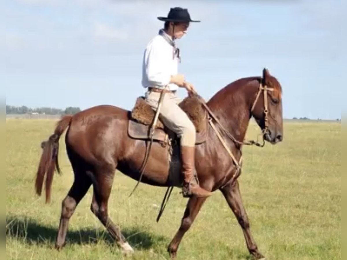 Criollo Merrie 10 Jaar 141 cm Rabicano in Aabenraa